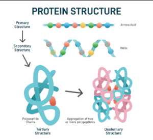 Protein Biochemistry