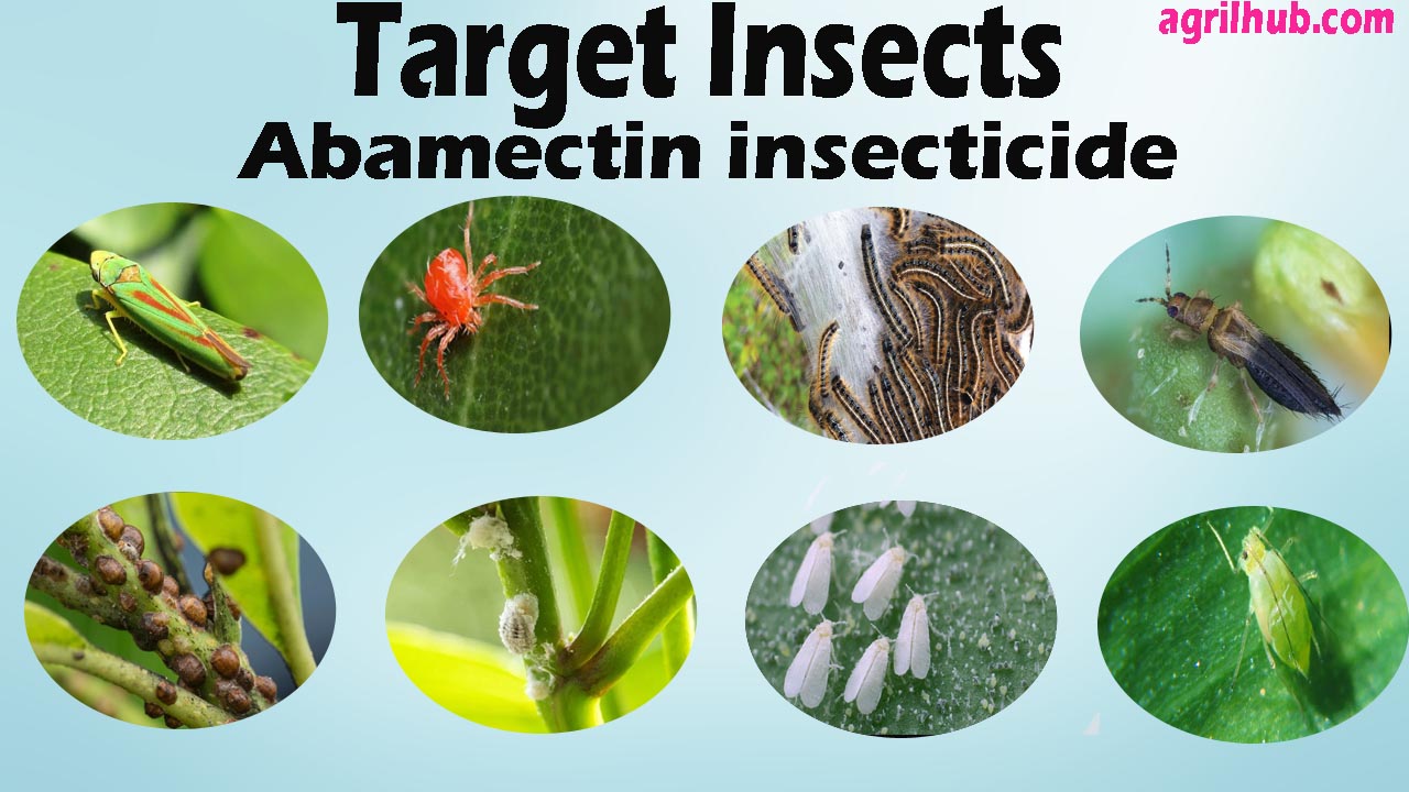 Abamectin insecticide target insects