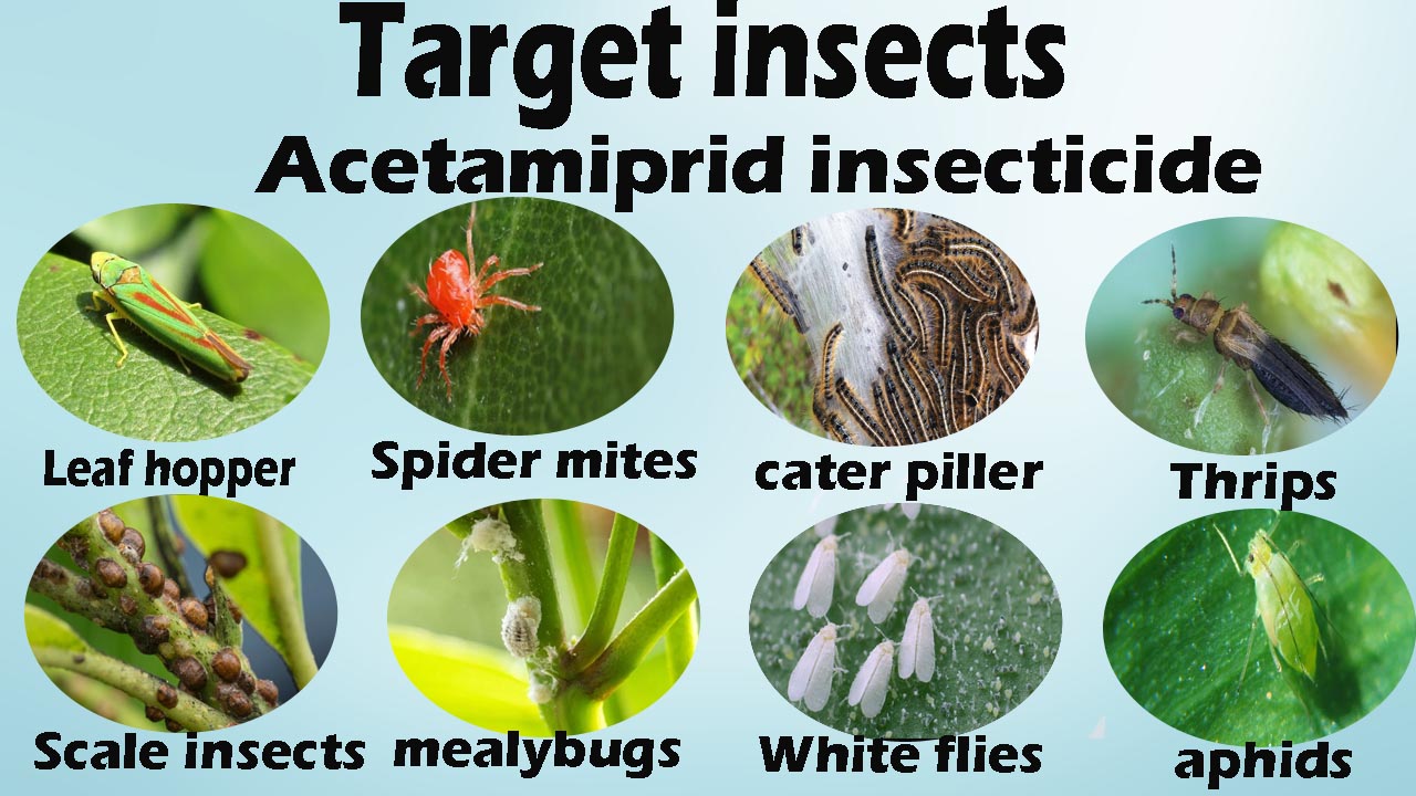 acetamiprid insecticide target pests