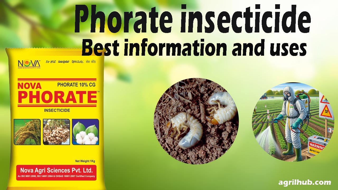 Phorate insecticide