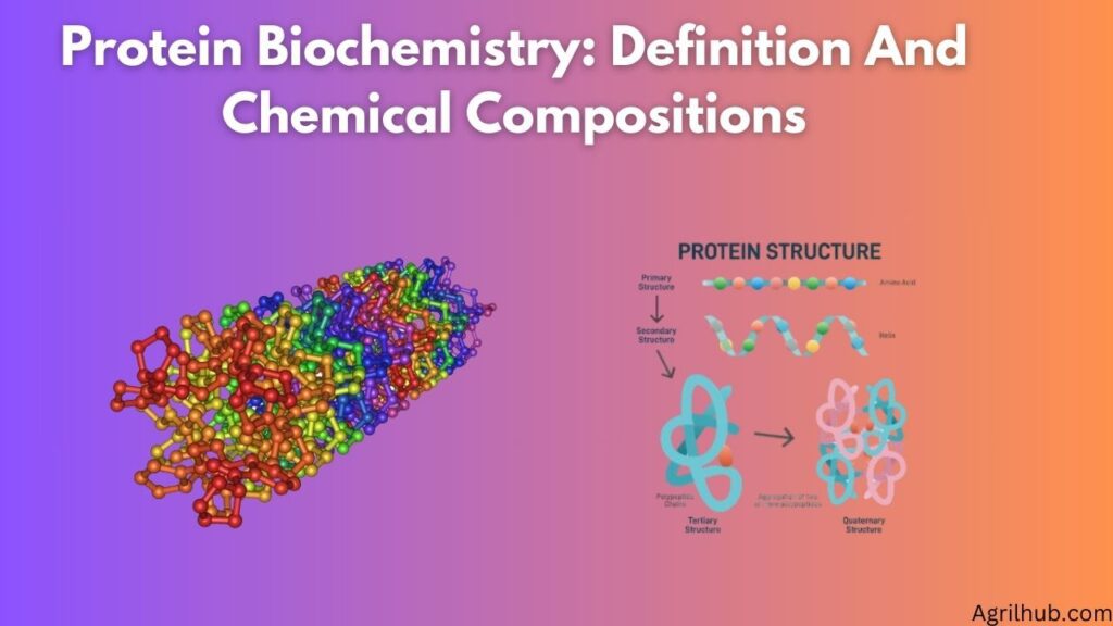 Protein Biochemistry: Definition And Chemical Compositions